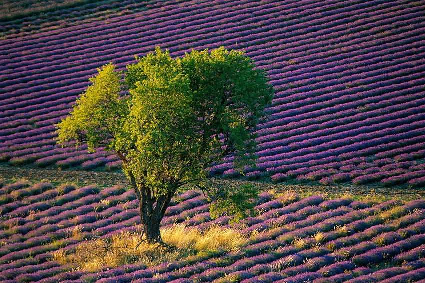 lavender field, purple, field, tree, lavender HD wallpaper