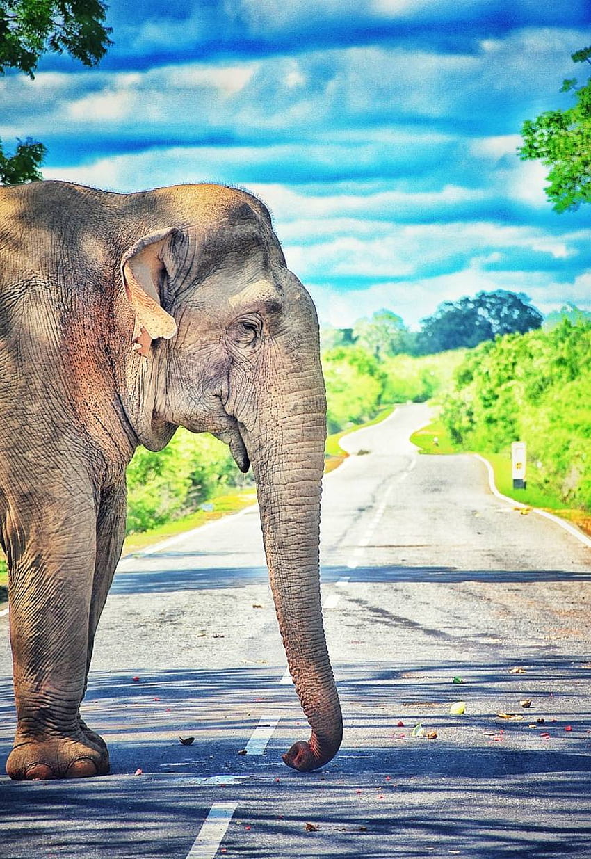 Elephant Srilanka HD phone wallpaper
