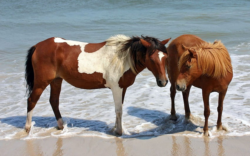Animales, agua, pareja, par, manchado, manchado, marrón, caballo fondo de pantalla