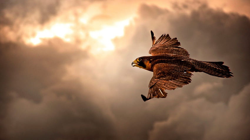 Brown Eagle in flight . Eagle , Eagle, Flying Animal HD wallpaper