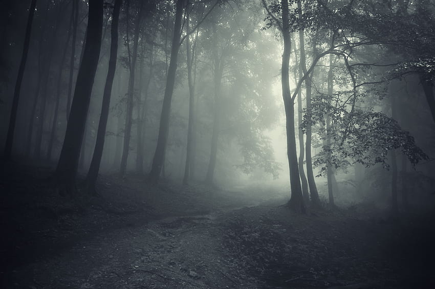 5 Creepy Facts About Japan's Notorious Haunted Forest . HD wallpaper