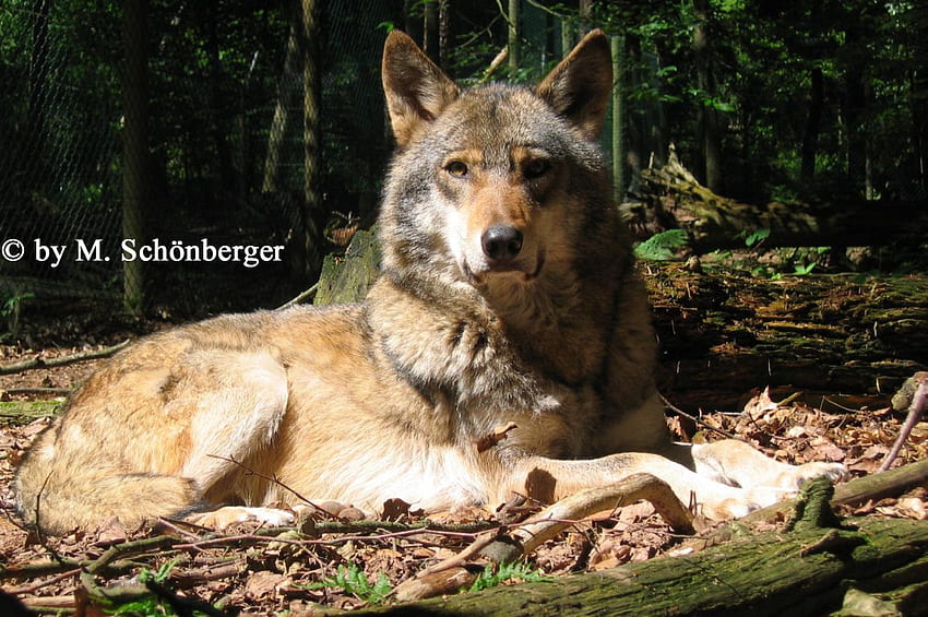 Great Big Wolf, animal, dog, great, big, nature, wolf HD wallpaper