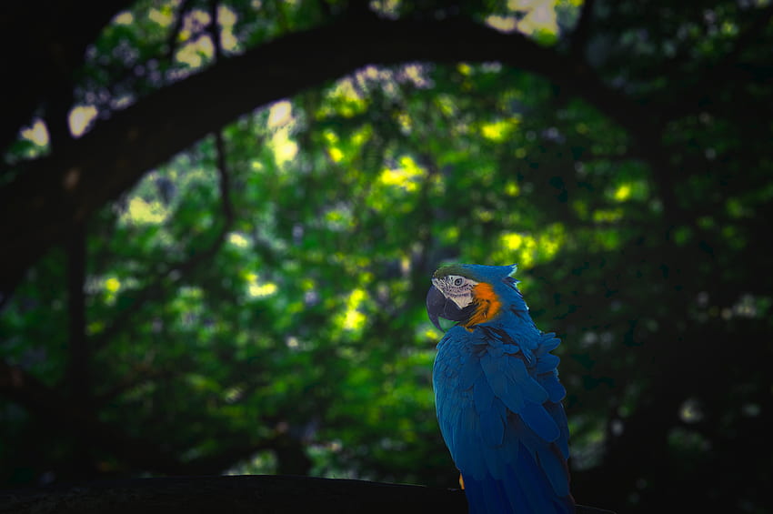 Animals, Parrots, Bird, Jungle, Macaw HD wallpaper
