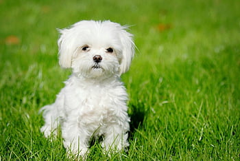 Small dog HD wallpapers | Pxfuel