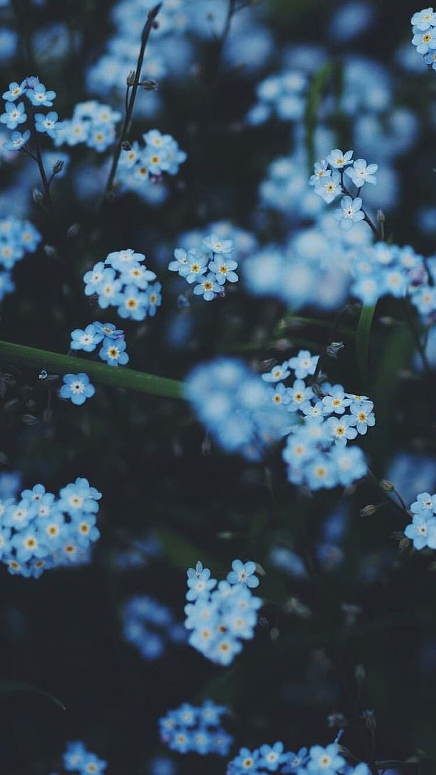 Blue Aesthetic, Blue Adorable Flowers HD phone wallpaper | Pxfuel