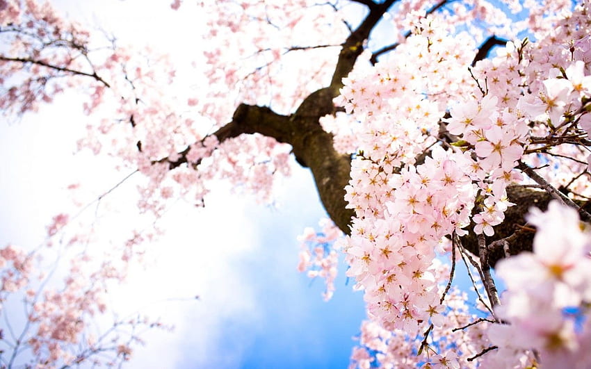 Cherry Blossom Tree : : High, Chinese Cherry Blossom HD wallpaper | Pxfuel