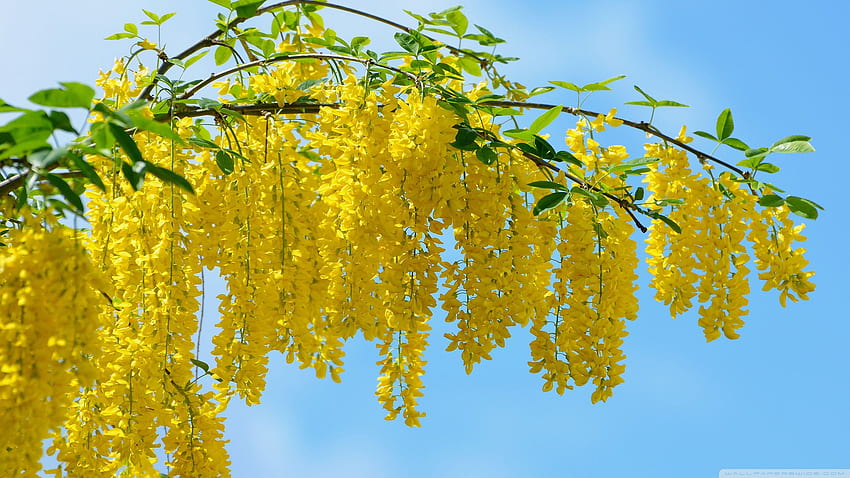 Acacia Yellow Flowers Ultra Background for HD wallpaper | Pxfuel