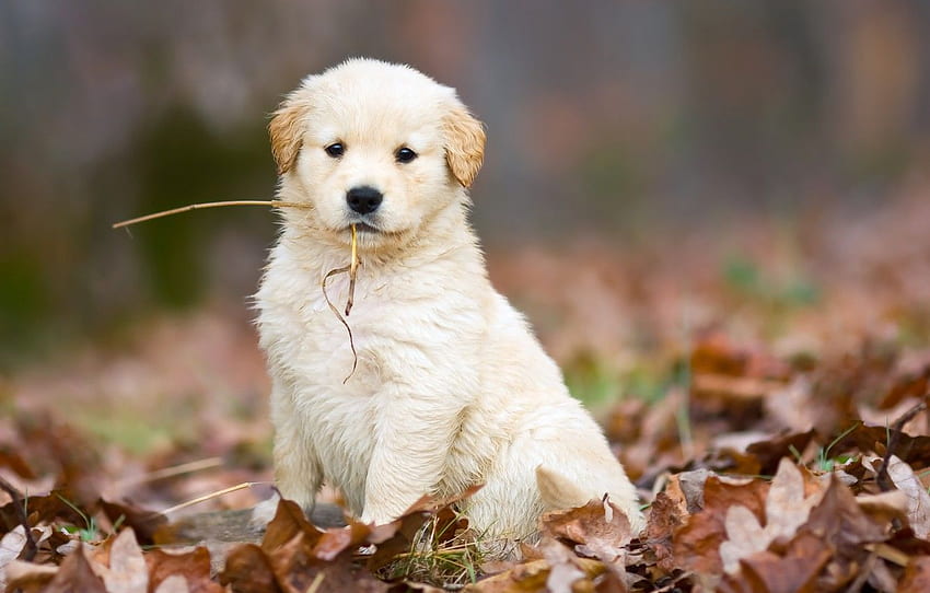 autumn, white, leaves, dog, cute, puppy, fallen, straw for , section собаки HD wallpaper
