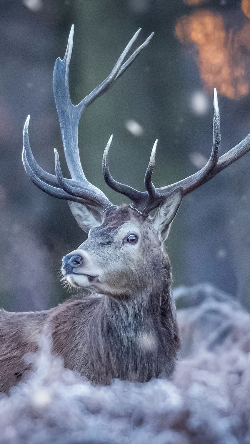 Deer Autumn Cute Animals 4K Wallpaper 4553