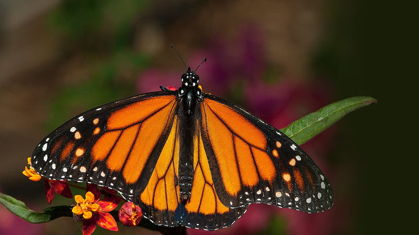 Butterfly. San Diego Zoo Animals & Plants, Forest Fly Butterfly HD wallpaper