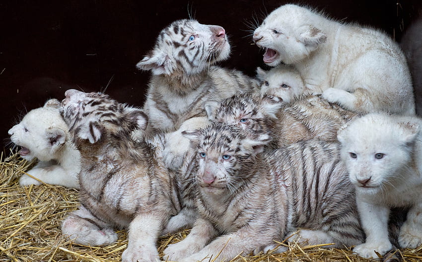 Baby White Tiger For . Cute baby animals, White tiger cubs, Wild cats, Cute Baby White Tigers HD wallpaper