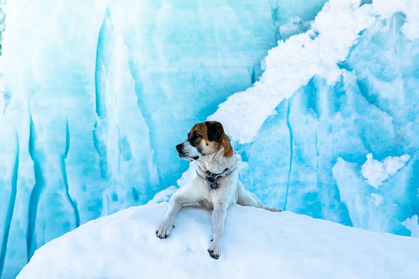 Animals, Ice, Snow, Lies, Dog, Ice Floes HD wallpaper