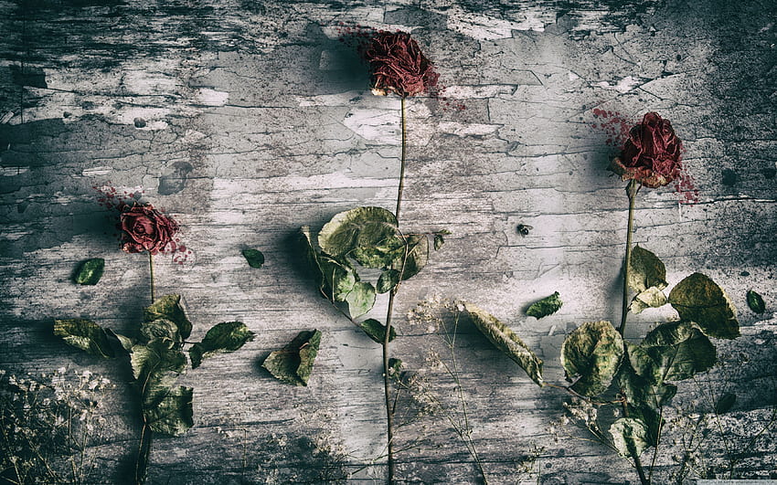 Dead Roses and a Fly Ultra Background for U TV : & UltraWide & Laptop : Tablet : Smartphone, Dying Rose HD wallpaper