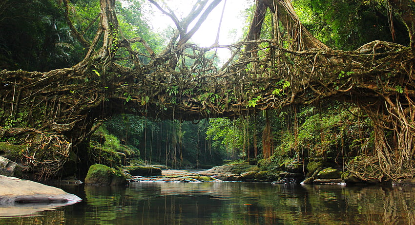 메갈라야 - 살아있는 뿌리 다리 HD 월페이퍼