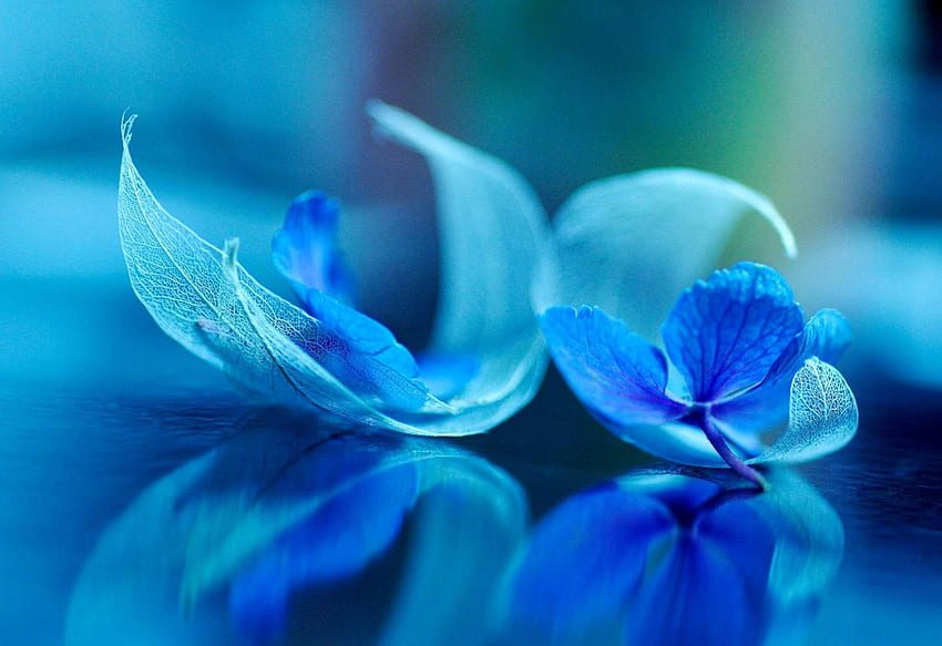 Blue simphony, beauiful, style, colors, flowers, nice HD wallpaper