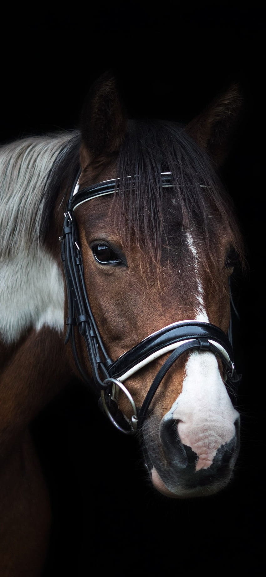 Pferd, Kopf, Mähne, schwarzer Hintergrund IPhone XS X HD-Handy-Hintergrundbild
