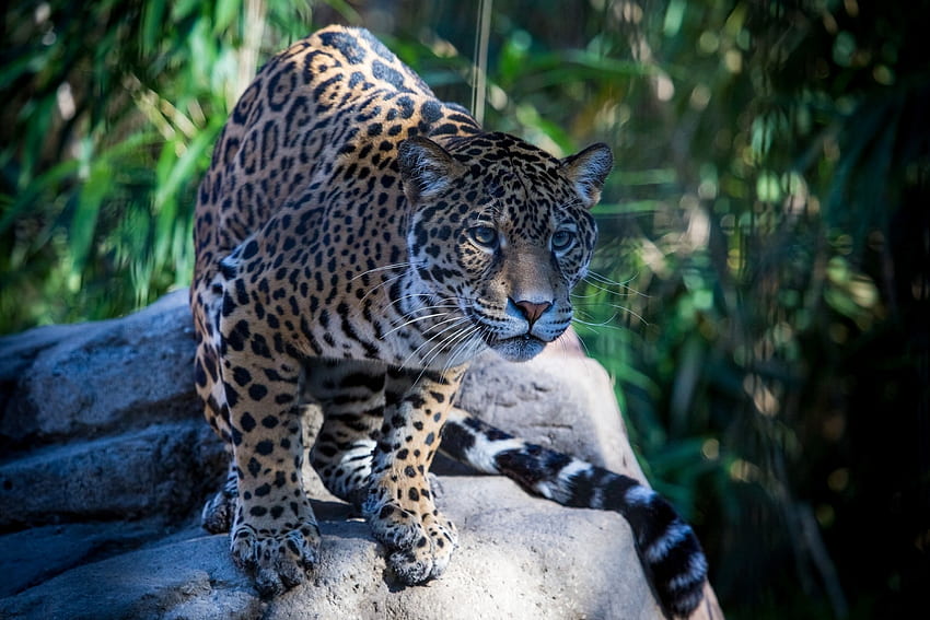 Tiere, Jaguar, Schnauze, Raubtier, Wildkatze, Wildkatze HD-Hintergrundbild