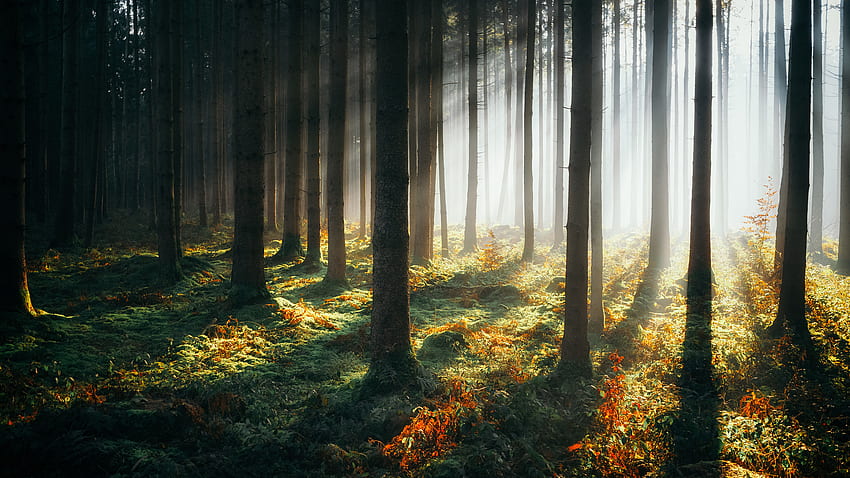 Sonnenstrahlen Morgen Wald 1440p Auflösung , , Hintergrund und HD-Hintergrundbild