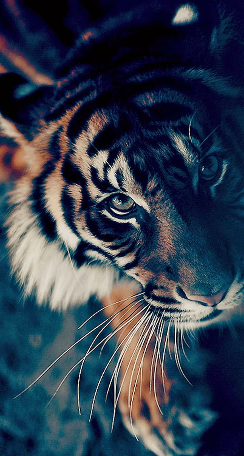 за близък план на лицето на бенгалски тигър, животно 6 Plus HD тапет за телефон