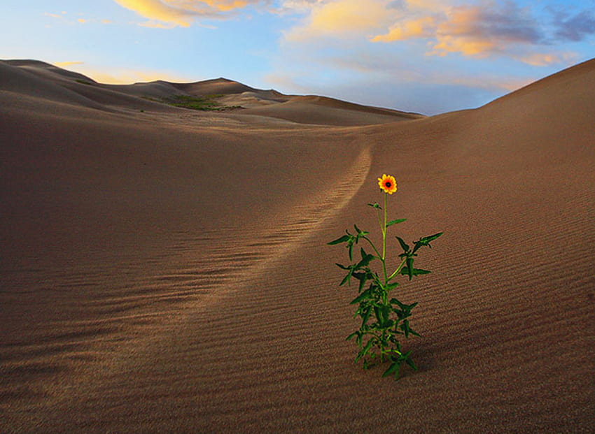 砂漠、空、自然、花 高画質の壁紙