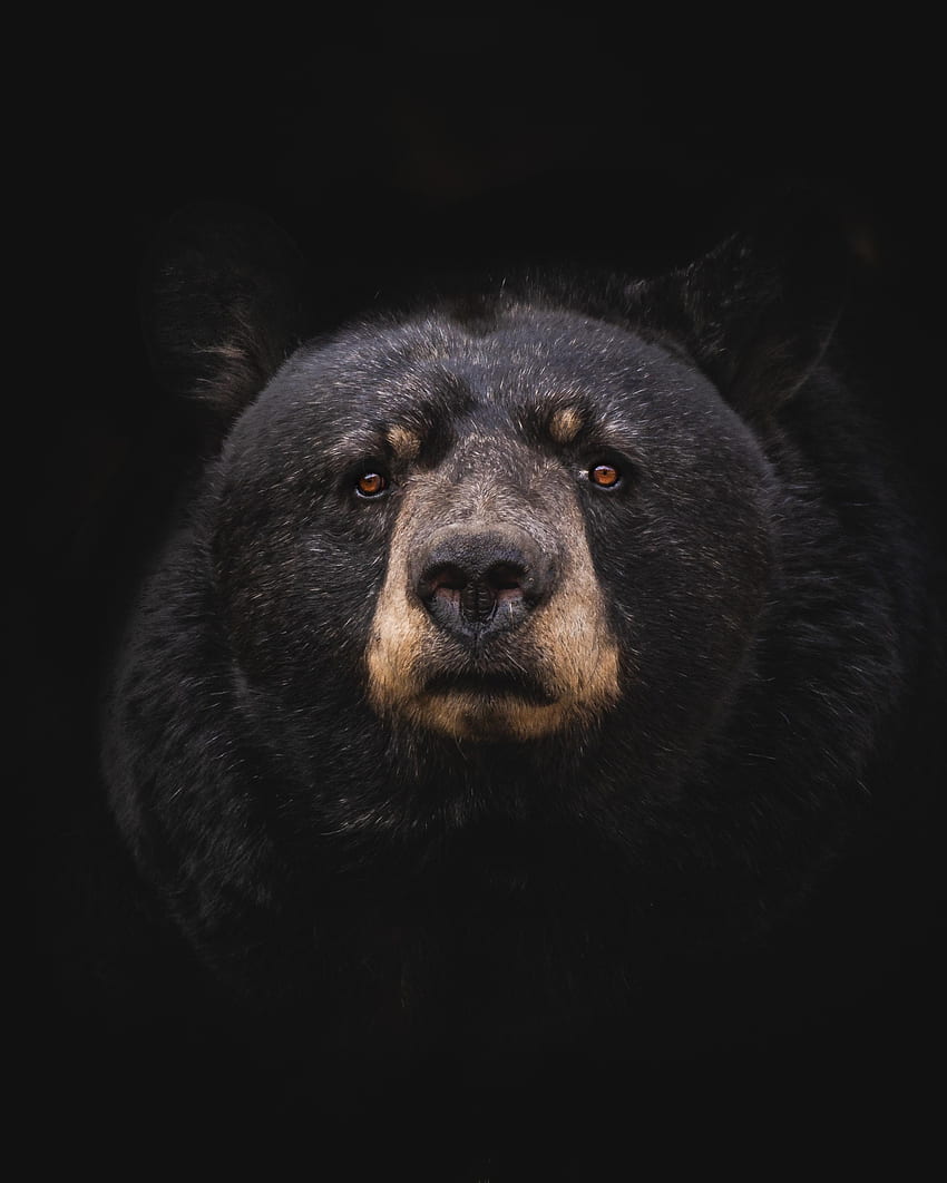 Animals, Bear, Predator, Black Bear, Baribal HD phone wallpaper
