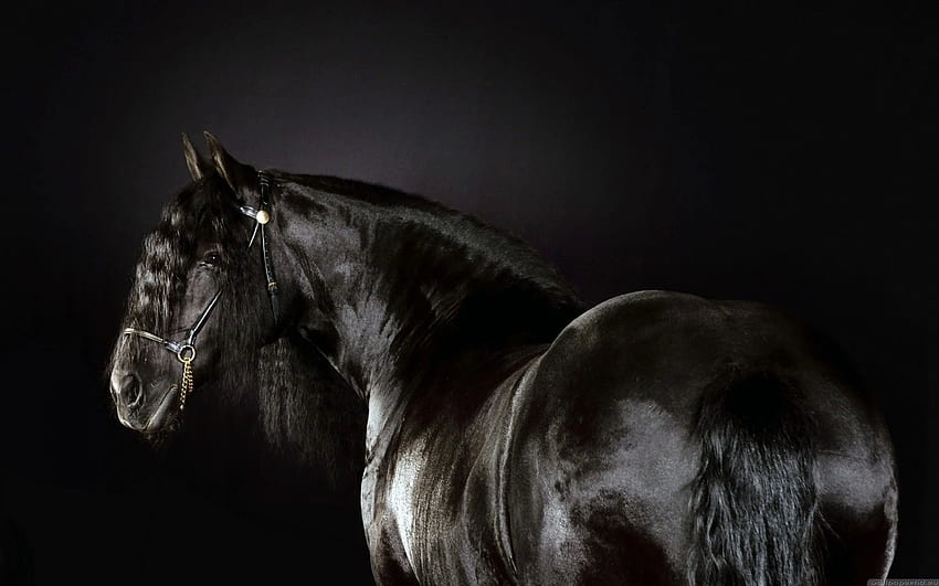 Friesian Horse, Black Horse HD wallpaper