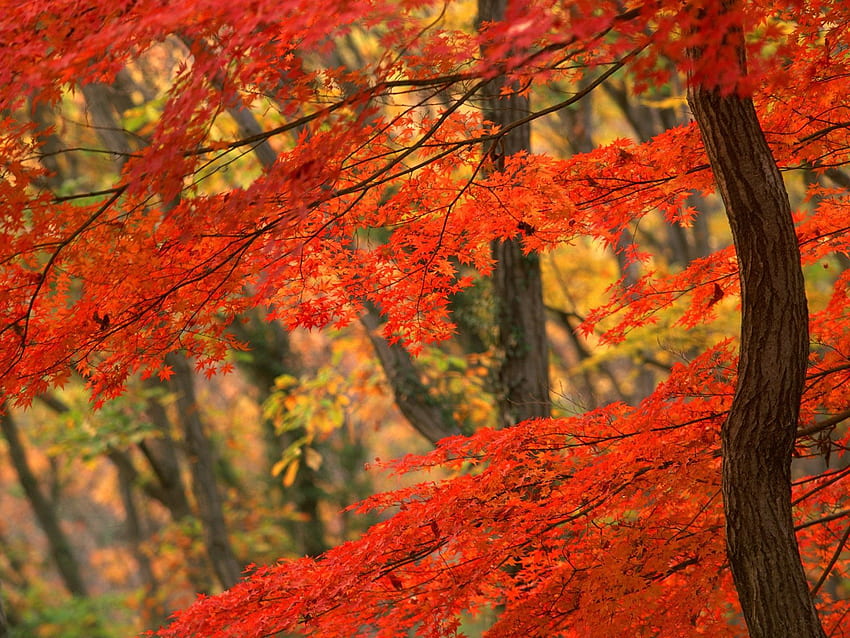 Maple Tree, Japanese Maple Leaves HD wallpaper