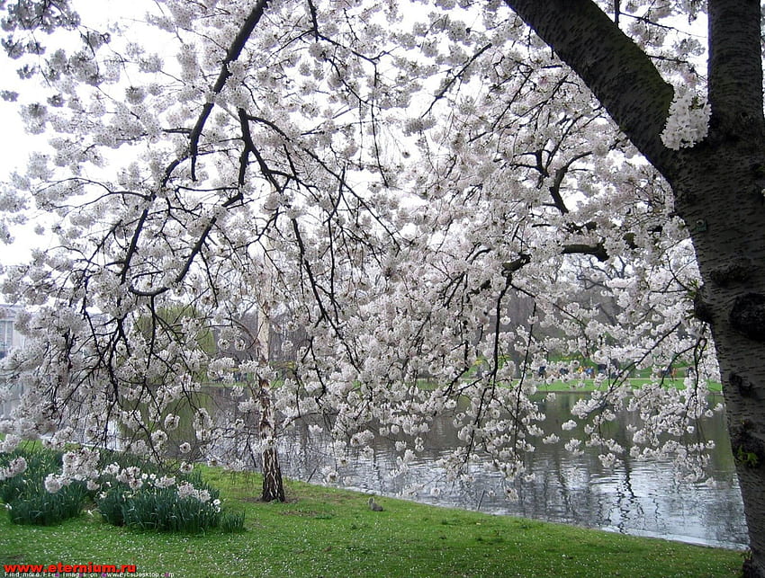 Primavera, impresionante, naturaleza, primavera, flor, árbol. fondo de pantalla