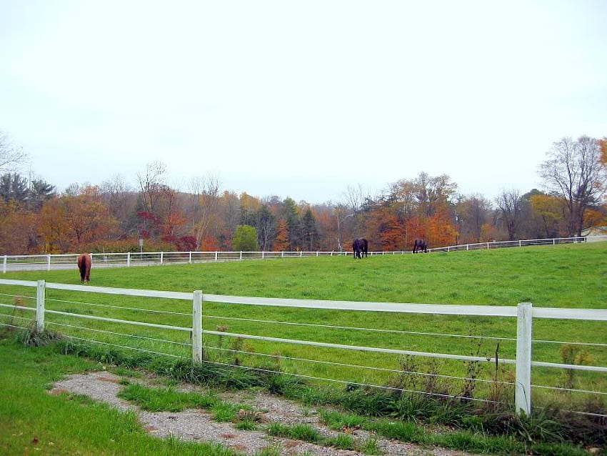 Peternakan Kuda, pohon, peternakan, kuda, lapangan Wallpaper HD