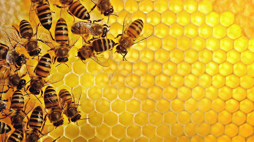 abelha, apiário papel de parede HD