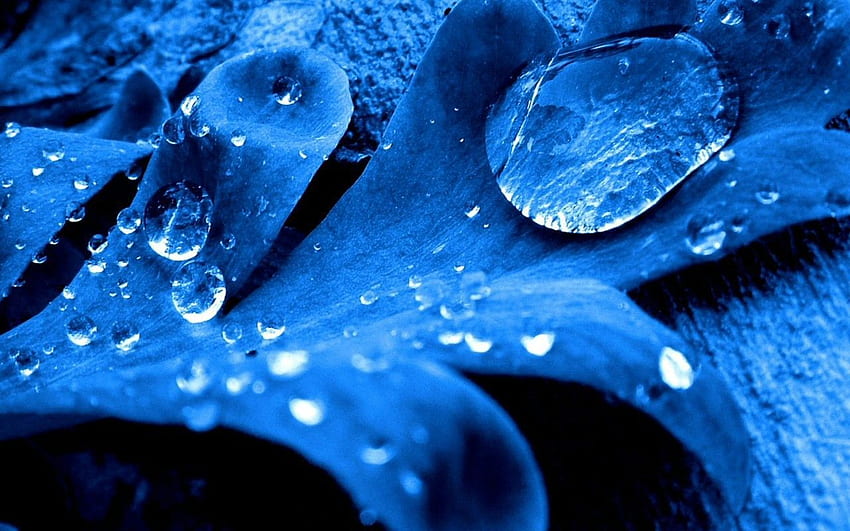 Dark blue leaf. Water drops, Blue , Blue leaves HD wallpaper
