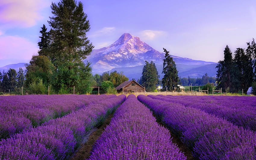 Bidang lavender, bidang, lavender, aroma, indah, bunga, gunung, wewangian, ungu, langit, puncak Wallpaper HD