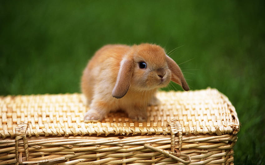 สัตว์, กระต่าย วอลล์เปเปอร์ HD
