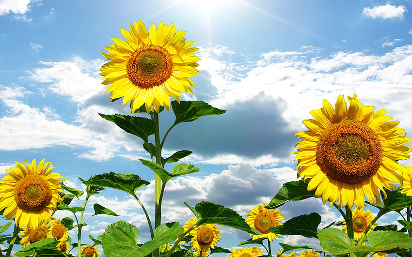 Sunflowers, nature, sunflower, yellow, flower HD wallpaper