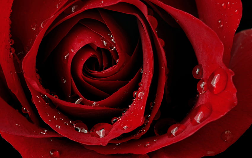 Belle Rose Rouge [] pour votre, Mobile et Tablette. Explorez la belle rose rouge. Belles Roses , Belles Fleurs Roses , Belles Roses Blanches , Beau Rouge Fond d'écran HD