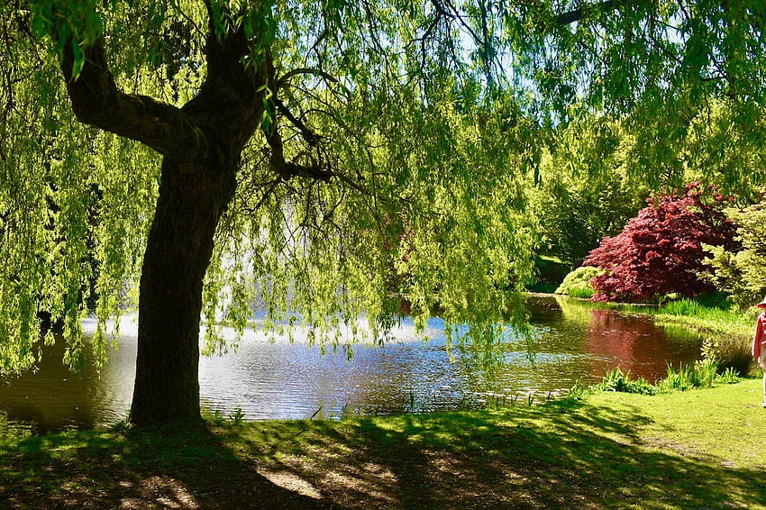 Perfektion, Wasser, Blätter, Baum, Zweige HD-Hintergrundbild