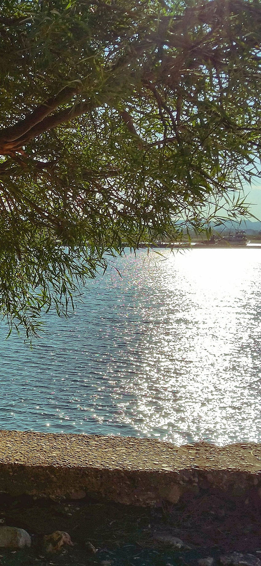Yaz Göl Manzarası Ağaç Güneş Doğa HD telefon duvar kağıdı