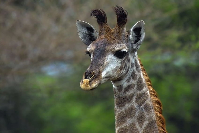 GIRAFFENKOPF, Tier, braun, Giraffe, Kopf, wild HD-Hintergrundbild