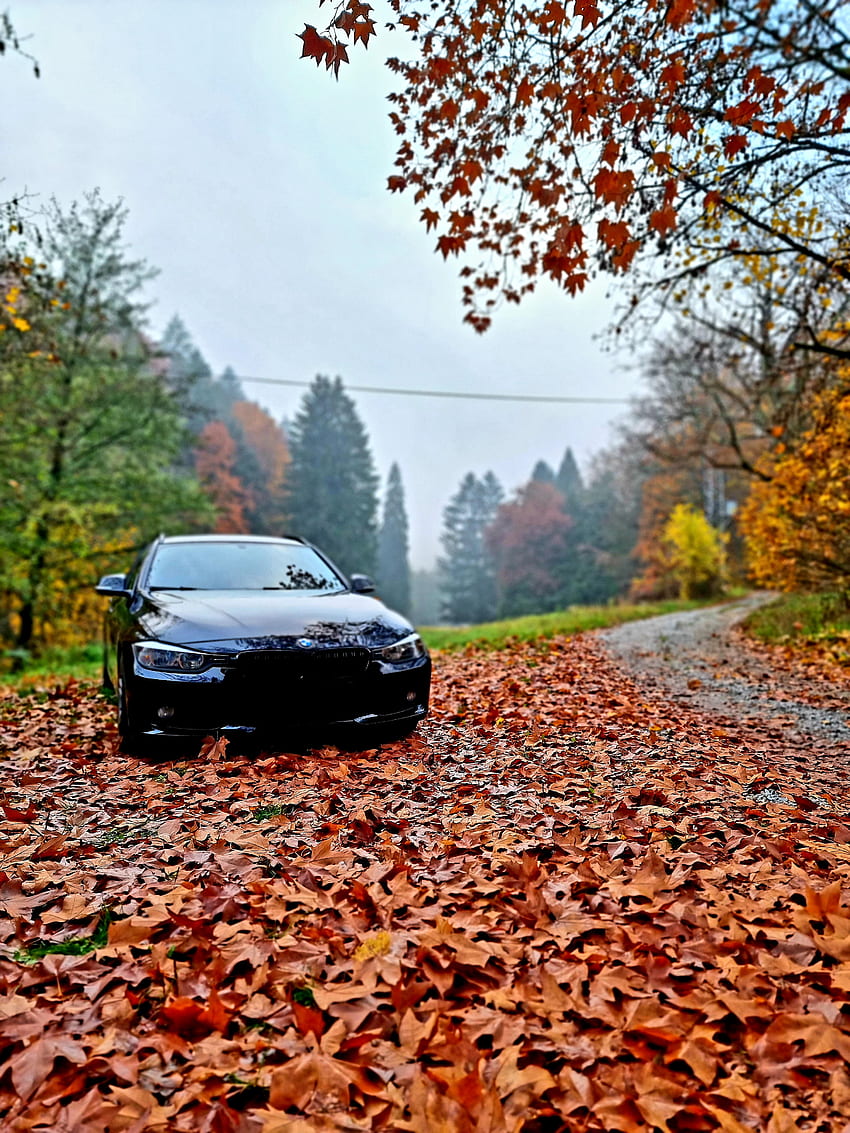 BMW hitam, pencahayaan otomotif, bmw f30, langit, f31, alam, m3, pohon, musim gugur, hitam di atas hitam wallpaper ponsel HD