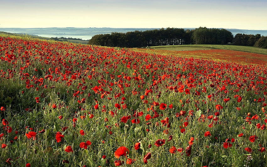 Landscape, Fields, Poppies HD wallpaper