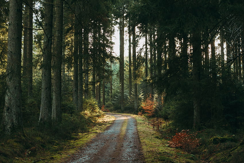 Kiefer, Natur, Bäume, Straße, Wald HD-Hintergrundbild