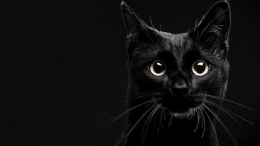 พื้นหลังแมวดำ วอลล์เปเปอร์ HD