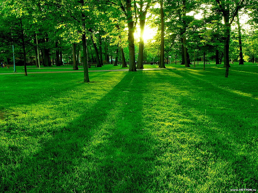 spring_green, grass, green HD wallpaper