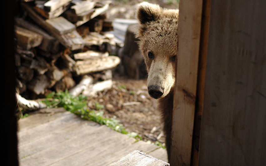 Animals, Muzzle, Bear, Firewood, Door, Curiosity, Peek Out, Look Out HD wallpaper