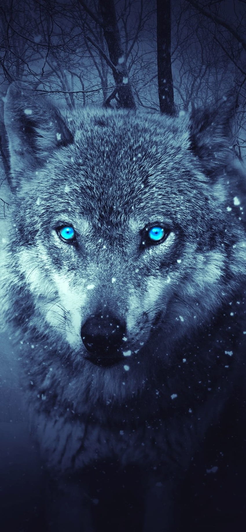 Wolf, Blue Eyes, Snowy, Winter, Forest IPhone 11 Pro XS Max , Background HD phone wallpaper