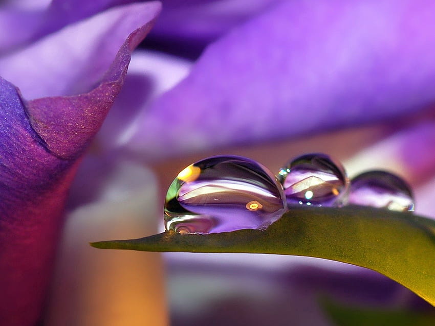 Violet, Drops, Flower, Macro, Petals, Purple HD wallpaper