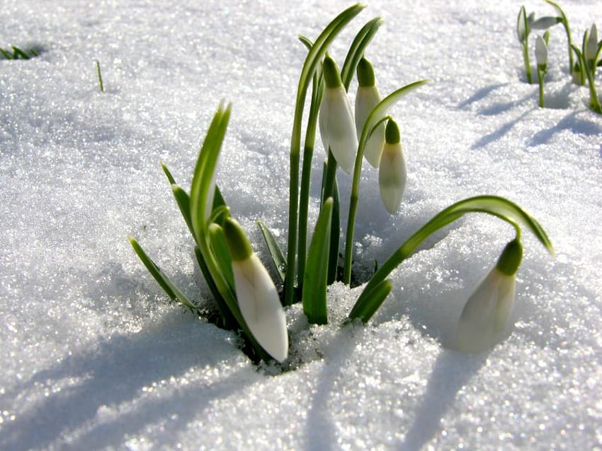 The first sign, budding, flowers, spring, snow HD wallpaper