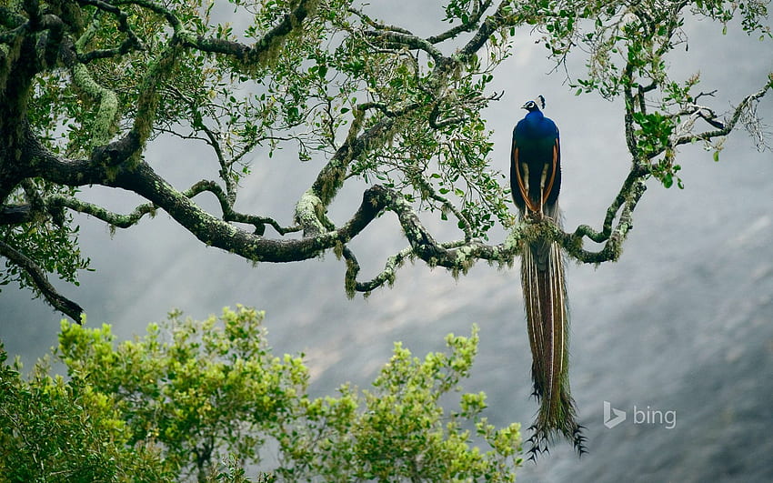 100+ Free Srilanka & Nature Images - Pixabay