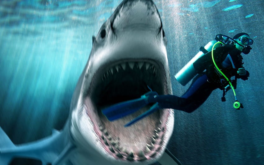 Attack, Shark Battle HD wallpaper