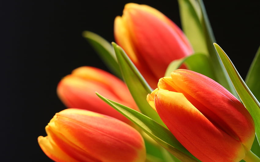 ดอกทิวลิป กลีบดอกไม้ ใบไม้ ธรรมชาติ สีสัน วอลล์เปเปอร์ HD